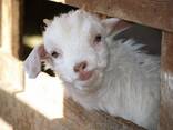 Goats available - photo 1
