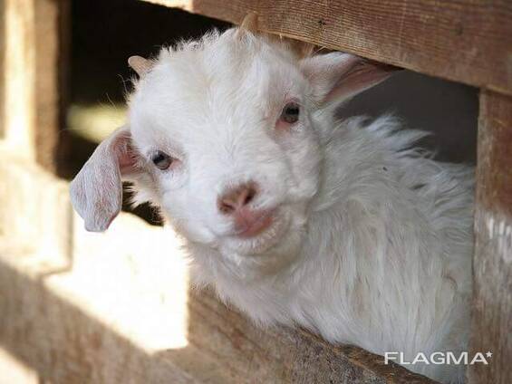 Goats available
