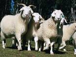 Goats available - photo 2