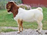 Goats available - photo 3