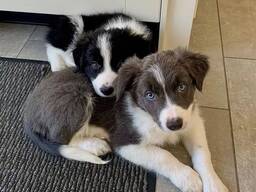 Gorgouse-bordercollie