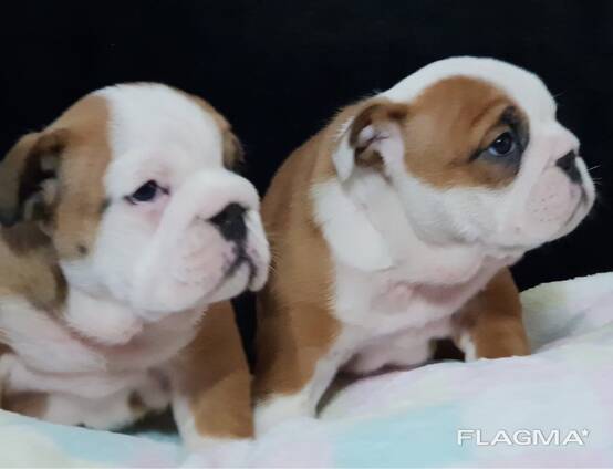 Myytävänä terveystestattuja englanninbulldogin pentuja