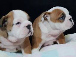Myytävänä terveystestattuja englanninbulldogin pentuja