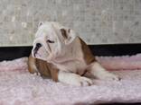 Myytävänä terveystestattuja englanninbulldogin pentuja - фото 2
