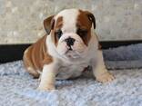 Myytävänä terveystestattuja englanninbulldogin pentuja - фото 5