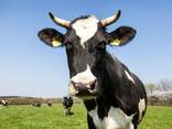 Healthy Live Dairy Cows, Pregnant Holstein Heifers Cow Online for sale - photo 1