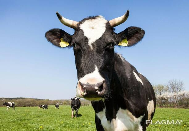 Healthy Live Dairy Cows, Pregnant Holstein Heifers Cow Online for sale