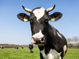 Healthy Live Dairy Cows, Pregnant Holstein Heifers Cow Online for sale