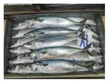 Hot Sale Seafood Frozen Pacific Mackerel Fish - photo 1
