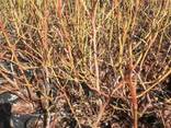 I will sell Blueberry saplings - photo 5