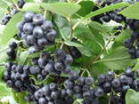 I will sell seedlings of Black mountain ash (Aronia) - photo 1