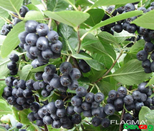 I will sell seedlings of Black mountain ash (Aronia)