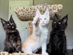 Ihanat Maine Coon -kissanpennut