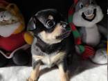 Ihanat puhdasrotuiset chihuahuan pennut etsivät rakastavaa kotia! - фото 2