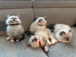 Ihanat ragdoll-kissanpennut etsivät lopullista kotiaan