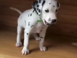 Ihastuttavia dalmatialaisenpentuja