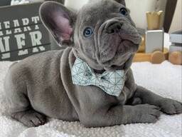 Ihastuttavia ranskanbulldogin pentuja