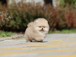 Kauniita puhdasrotuisia pomeranianpentuja etsii lopullisia kotejaan