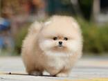 Kauniita puhdasrotuisia pomeranianpentuja etsii lopullisia kotejaan - фото 2
