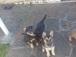 Kauniita saksanpaimenkoiran ja belgianpaimenkoiran malinois -pentuja