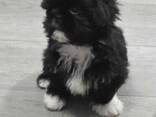Kauniita täysikasvuisia shih tzu -pentuja valmiina lähtöön. - фото 2