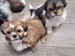 Kauniita täysikasvuisia shih tzu -pentuja valmiina lähtöön. - фото 3