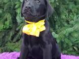 Korkearoduiset labradorinnoutajan pennut, kennel - photo 6