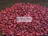 Kyrgyz kidney beans - фото 3