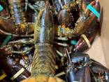 Lobsters - фото 1