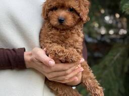 Maltipoo F1 -pennut