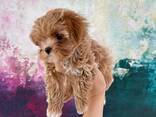 Maltipoo F1 -pentuja - фото 1