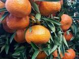 Mandarines Morket - фото 1