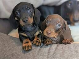 Mäyräkoiran pentuja saatavilla