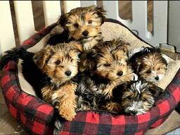 Meillä on kaunis pentue biewer yorkshirenterrierin pentuja – neljä urosta ja yksi tyttö –