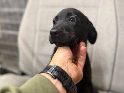 Musta labradorinnoutaja