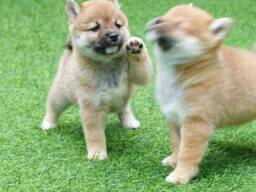 Myydään kaksi suloista shiba inu -pentua