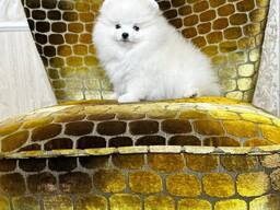 Myytävät pystykorvapomeranian minipennut