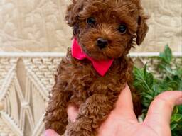 Наши два очаровательных щенка той-пуделя