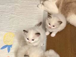 Neljä puhdasrotuista ragdoll-kissanpentua, kaksi poikaa ja kaksi tyttöä.