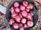 Onion - photo 1