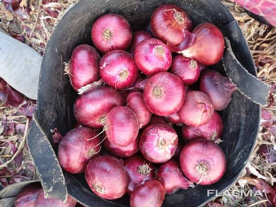 Onion
