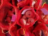 Onion - photo 3