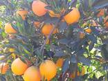 Orange - photo 1