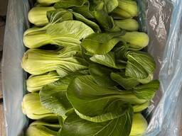 Pak Choi from Poland