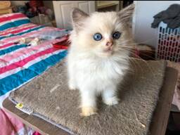 Pieni ragdoll-kissa Puhdasrotuinen ragdoll-kissanpentu