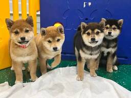 Poikkeuksellisen hyviä shiba inu -pentujawhatsapp: 372 5845 0786