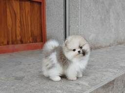 Померанского шпица