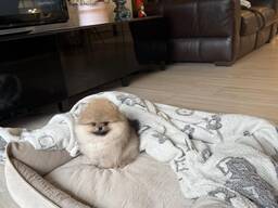 Pomeranianin pentuja myytävänä!