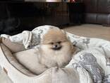 Pomeranianin pentuja myytävänä! - фото 2