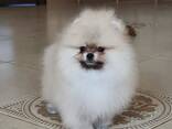 Pomeranianin pentuja myytävänä - фото 2
